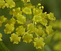 Pastinaca sativa (Wild Parsnip): Minnesota Wildflowers