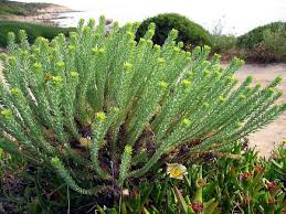 Euphorbia paralias - Wikipedia