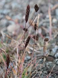 Carex fuliginosa - Wikipedia