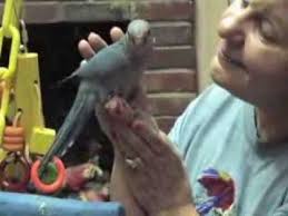 Image result for A Parrot For Sale