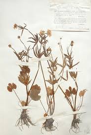Scheda IPFI, Acta Plantarum Ranunculus_mutinensis