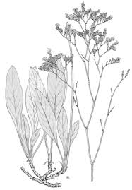 Limonium serotinum | Limonio comune – Catalogo piante