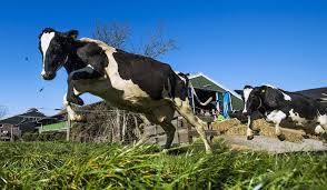 Image result for cows picture