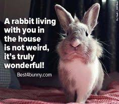 Rabbit quotes on Pinterest | Bunnies, Rabbit and House Rabbit via Relatably.com