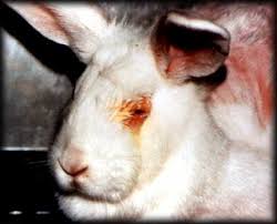 Was passiert mit den Tieren auf einer Pelzfarm? Die Wahrheit! Wer macht Tierversuche?