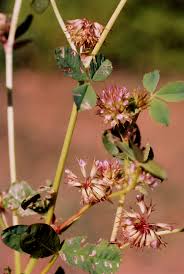 Trifolium cernuum Calflora
