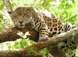 .::El Jaguar::. Images?q=tbn:ANd9GcQSjwZif4ul8yUQf4gTuaxQUoMeQVcJLUl_bve3LCWxApbJrY0l