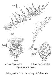 Cynara cardunculus subsp. cardunculus
