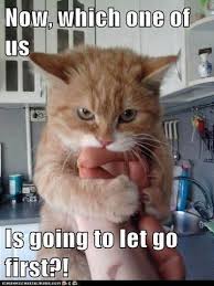 feisty kitty -cat memes | Kitty Babies | Pinterest | Meme and Kitty via Relatably.com