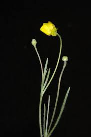 Ranunculus illyricus L. | Plants of the World Online | Kew Science