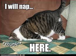Image result for cat asleep image creative commons