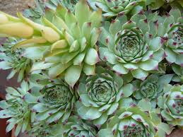 Sempervivum calcareum (Houseleek) | World of Succulents