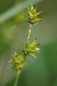 Carex echinata - Wikipedia