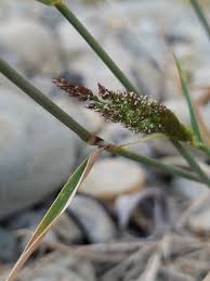 Agrostis stolonifera Calflora