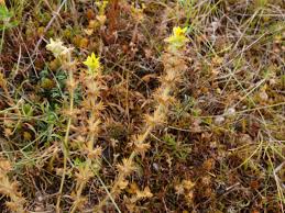 Sideritis montana L., Mountain ironwort (World flora) - Pl@ntNet ...