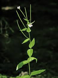 Broad-leaved Willowherb, Epilobium montanum - Flowers ...