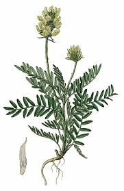 File:Oxytropis pilosa De Cand. - Flora regni Borussici vol. 8 - t. 529.png