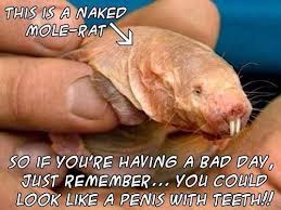 Naked Mole Rat Meme | Slapcaption.com | Animals. | Pinterest ... via Relatably.com