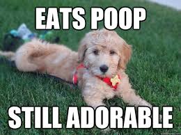 eats poop still adorable - Ridiculously Photogenic Puppy - quickmeme via Relatably.com