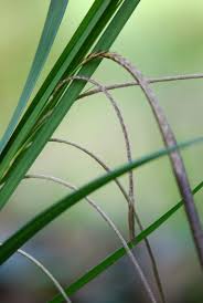 Drooping sedge (Carex pendula) - WeedWise Program