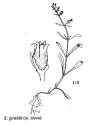 Sp. Silene giraldii - florae.it