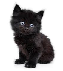 Image result for black cat with blue eyes