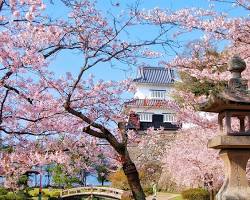 平戶城櫻花的圖片