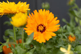 How to Grow and Care for Calendula (Pot Marigold)