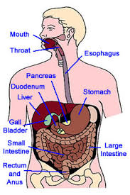 Image result for the digestive tract in humans