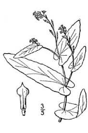 Plants Profile for Myagrum perfoliatum (bird's-eye cress)