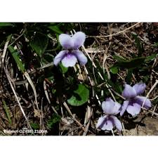 Viola thomasiana Songeon & Perrier