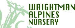 Arabis scopoliana | Wrightman Alpines Nursery