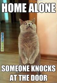Cat memes Feed me!... | Funny! | Pinterest | Cat Memes, Meme and Cat via Relatably.com