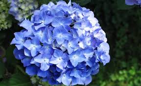 Afbeeldingsresultaat voor blauwe hortensia