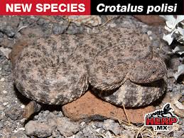 Image result for Crotalus polisi