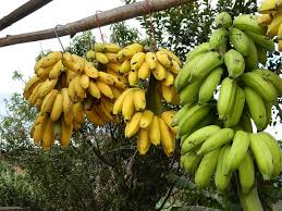 Image result for gambar buah pisang