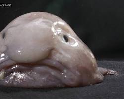 Blobfish animal