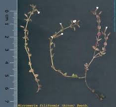 Micromeria filiformis (Aiton) Benth. - Herbari Virtual del Mediterrani ...