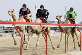 Resultado de imagen de camellos australianos