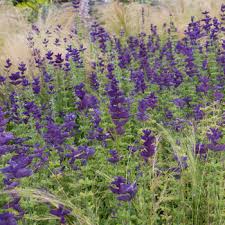 Salvia - Annual Clary 'Blue' - Salvia viridis seeds - Select Seeds