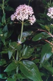Centranthus trinervis - Wikipedia