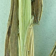Holcus mollis (creeping velvet grass): Go Botany