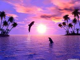 Image result for DOLPHINS