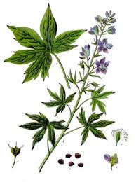 Delphinium staphisagria - Wikipedia