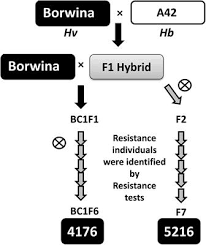 High Resolution Mapping of a Hordeum bulbosum ... - Frontiers