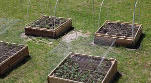 Image result for chicken wire on flower bulbs beds