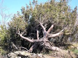 Scheda IPFI, Acta Plantarum Juniperus_oxycedrus