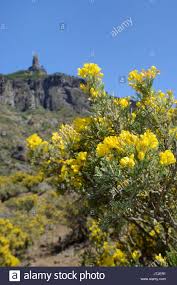 Gran Canaria broom (Teline microphylla) bush flowering below ...