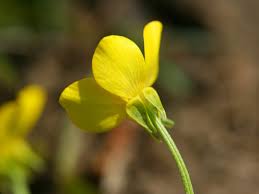 Ranunculus sardous - Wikipedia