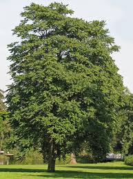 Ailanthus altissima - Wikipedia